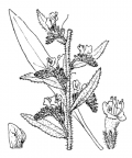 Nom original: Echium vulgare (n°2581)