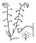 Nom original: Myosotis cespitosa (n°2589)