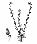 Nom original: Myosotis stricta (n°2594)