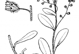 Nom original: Myosotis soleirolii (n°2597)