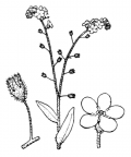 Nom original: Myosotis sylvatica (n°2599)