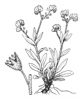 Nom original: Myosotis alpestris (n°2600)