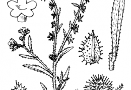 Nom original: Echinospermum lappula (n°2603)
