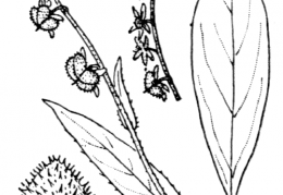 Nom original: Cynoglossum montanum (n°2609)