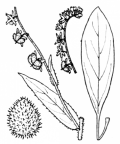Nom original: Cynoglossum montanum (n°2609)