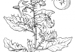 Nom original: Solanum sodomaeum (n°2622)