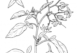 Nom original: Solanum dulcamara (n°2623)