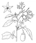 Nom original: Solanum dulcamara (n°2623)