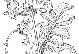 Nom original: Solanum tuberosum (n°2624)
