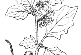 Nom original: Solanum villosum (n°2625)