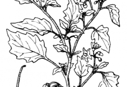 Nom original: Solanum miniatum (n°2626)