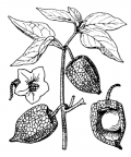 Nom original: Physalis alkekengi (n°2628)