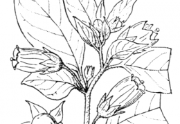Nom original: Atropa belladonna (n°2630)