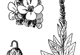 Nom original: Verbascum thapsus (n°2638)