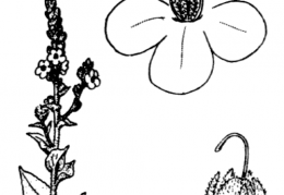 Nom original: Verbascum phlomoides (n°2639)