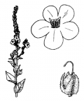 Nom original: Verbascum phlomoides (n°2639)