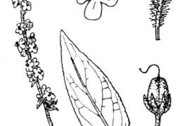 Nom original: Verbascum lychnitis (n°2641)