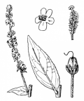Nom original: Verbascum lychnitis (n°2641)