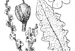 Nom original: Verbascum sinuatum (n°2642)