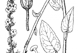 Nom original: Verbascum nigrum (n°2644)