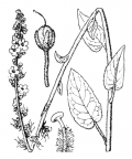 Nom original: Verbascum nigrum (n°2644)