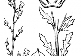 Nom original: Scrophularia ramosissima (n°2653)