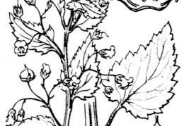 Nom original: Scrophularia peregrina (n°2654)
