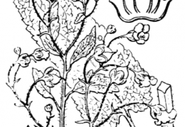 Nom original: Scrophularia scorodonia (n°2657)