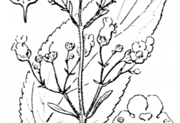 Nom original: Scrophularia alpestris (n°2658)