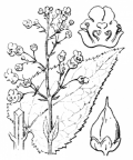 Nom original: Scrophularia nodosa (n°2659)