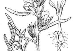 Nom original: Antirrhinum orontium (n°2667)