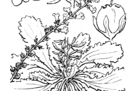 Nom original: Anarrhinum bellidifolium (n°2672)