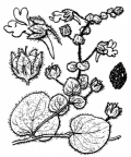 Nom original: Linaria spuria (n°2679)
