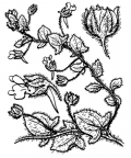 Nom original: Linaria elatine (n°2681)
