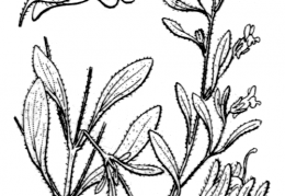 Nom original: Linaria minor (n°2683)