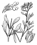 Nom original: Linaria minor (n°2683)