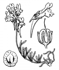 Nom original: Linaria supina (n°2697)