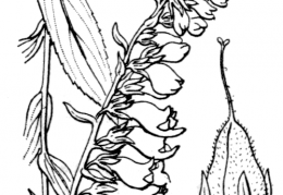 Nom original: Digitalis lutea (n°2709)