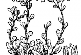 Nom original: Erinus alpinus (n°2710)
