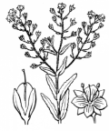 Nom original: Veronica anagalloides (n°2716)