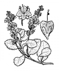 Nom original: Veronica officinalis (n°2720)