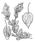 Nom original: Veronica teucrium (n°2722)