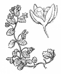 Nom original: Veronica agrestis (n°2729)