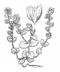 Nom original: Veronica arvensis (n°2736)