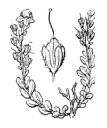 Nom original: Veronica saxatilis (n°2744)