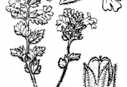 Nom original: Euphrasia officinalis (n°2750)