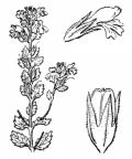 Nom original: Euphrasia brevipila (n°2752)