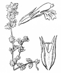 Nom original: Euphrasia pectinata (n°2755)