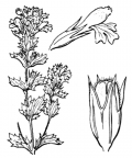 Nom original: Euphrasia stricta (n°2756)