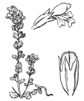 Nom original: Euphrasia nemorosa (n°2757)